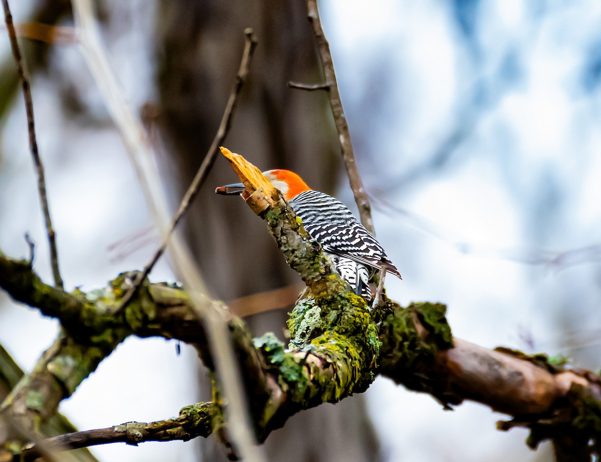 Red-bellied Woodpecker - ML646646808