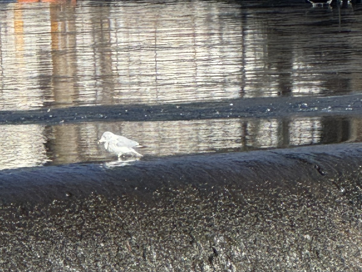 Halkalı Martı - ML646646810