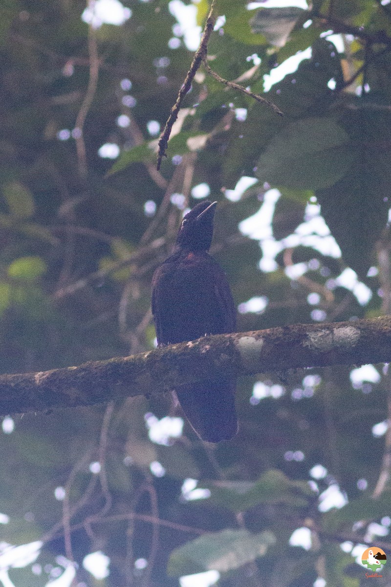 Bare-necked Umbrellabird - ML646646812