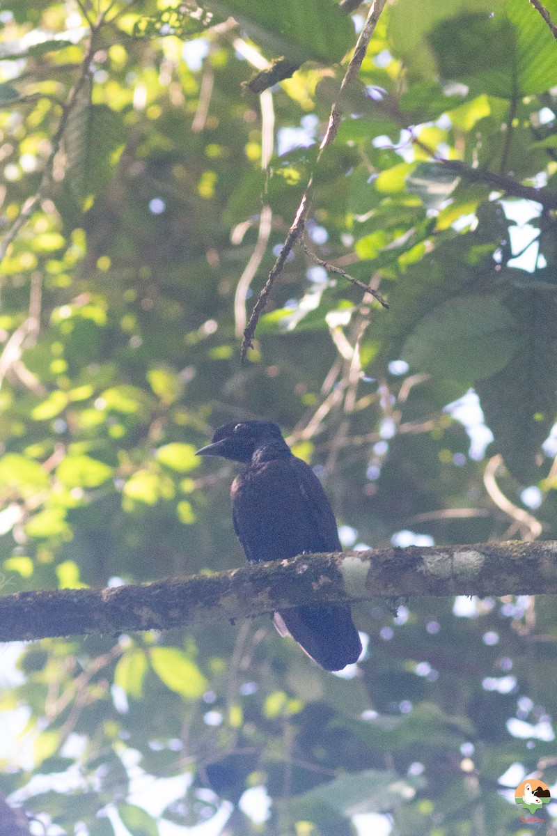 Bare-necked Umbrellabird - ML646646813