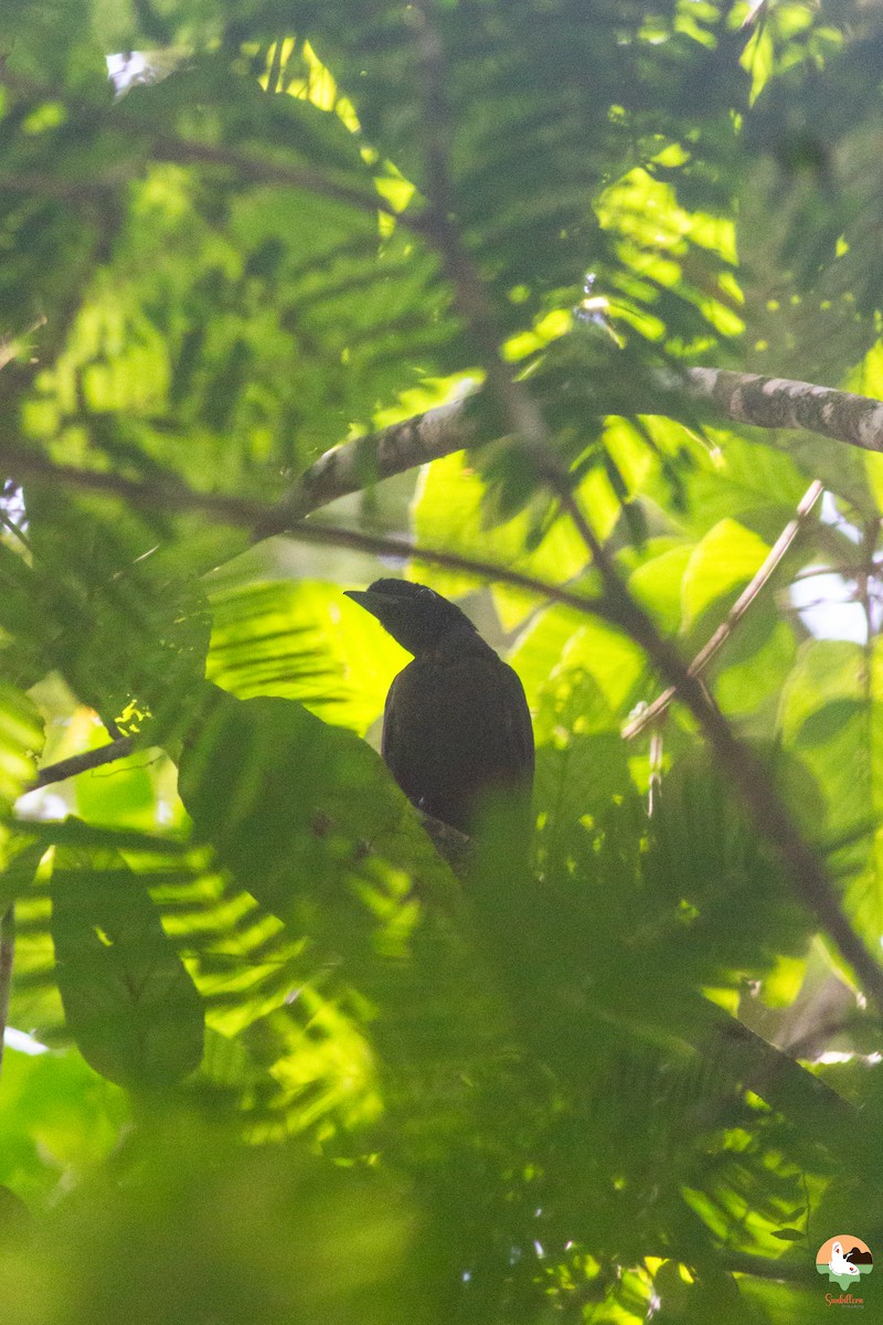 Bare-necked Umbrellabird - ML646646814