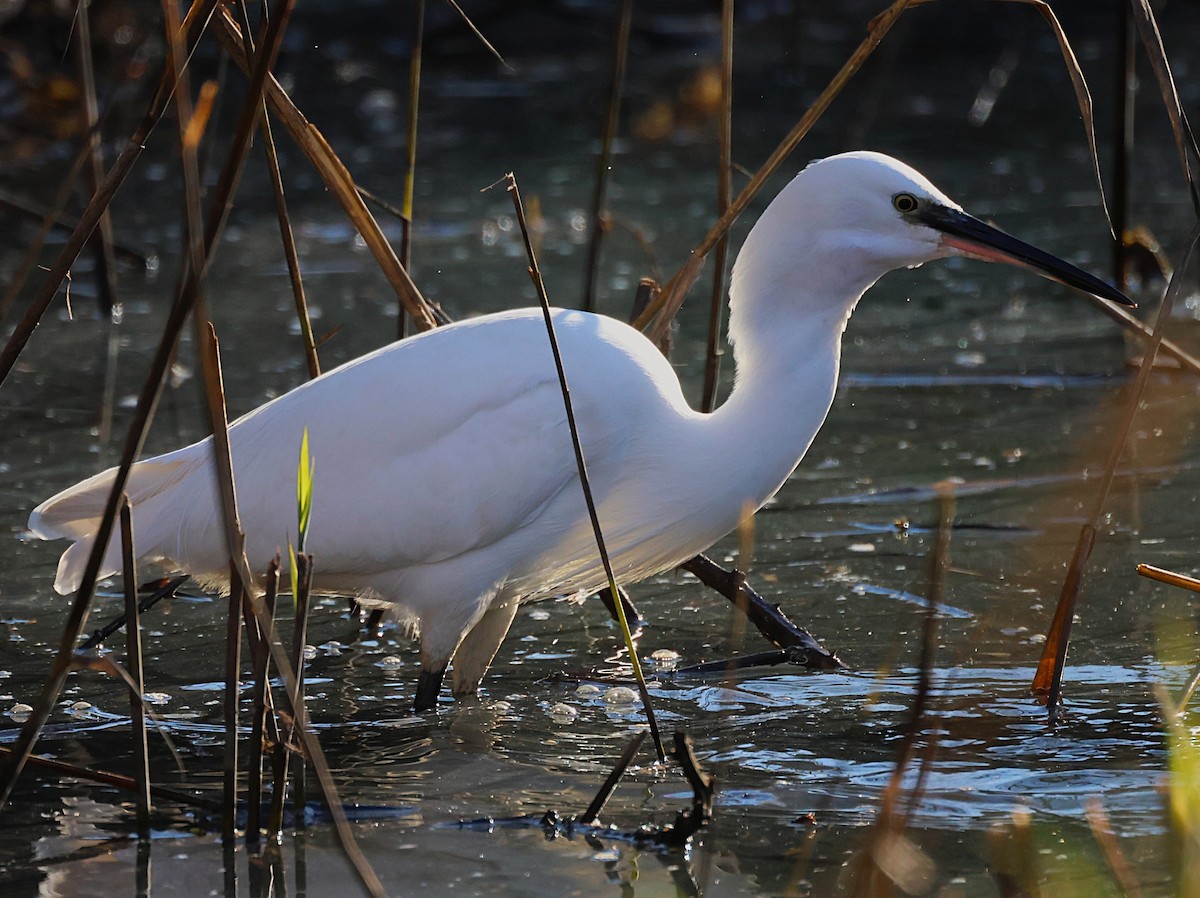 Little Egret - ML646646815