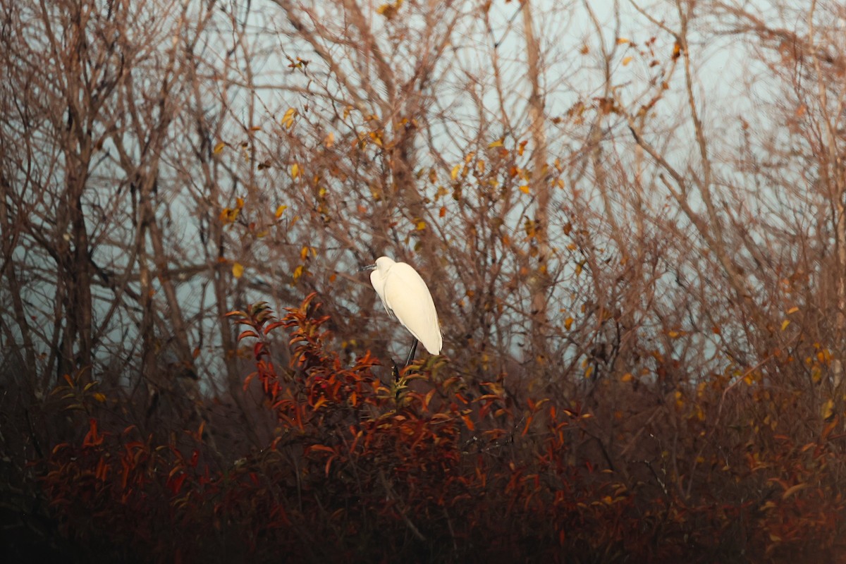 Little Egret - ML646646816