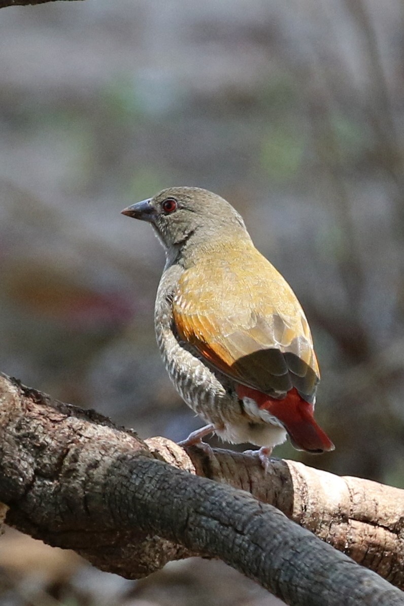 Orange-winged Pytilia - ML646646817