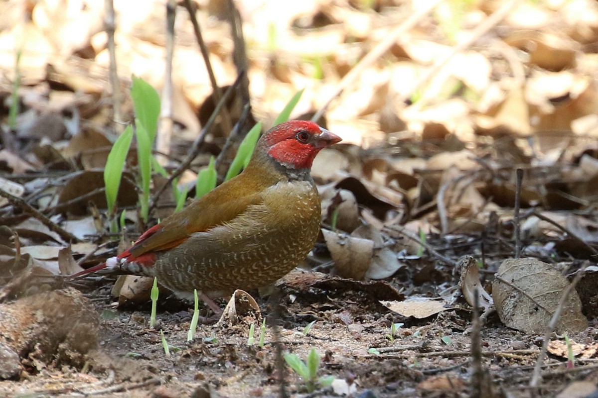 Orange-winged Pytilia - ML646646818