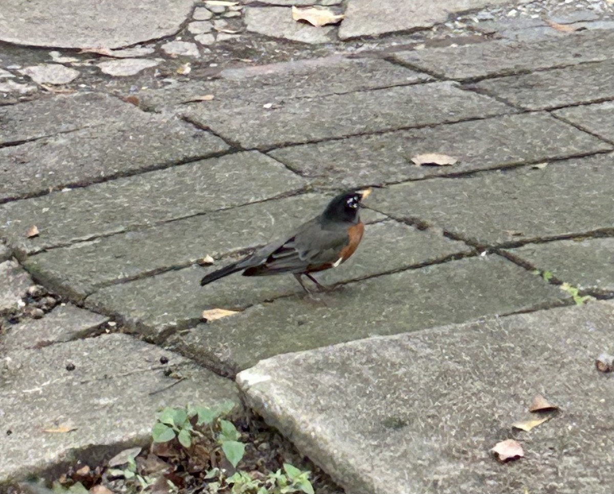 American Robin - ML646646824