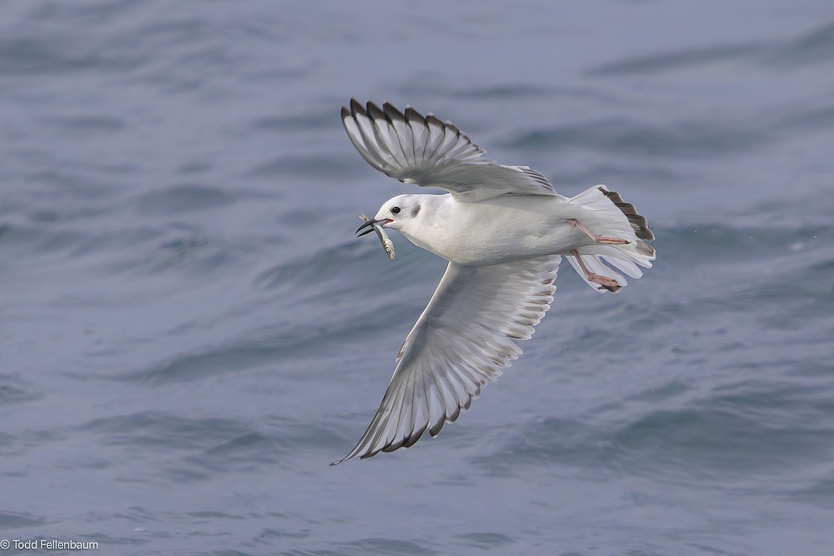 Bonaparte's Gull - ML646646825