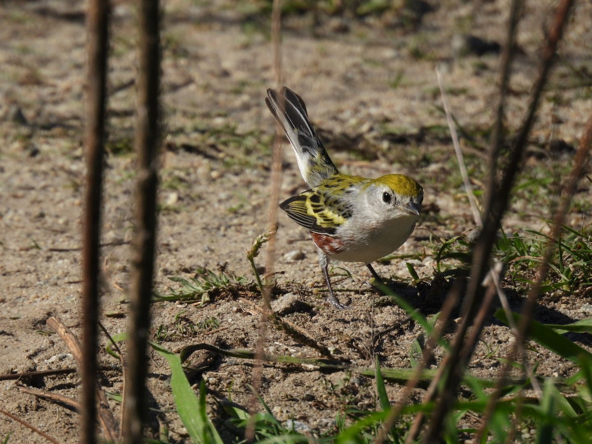 Chestnut-sided Warbler - ML646646826