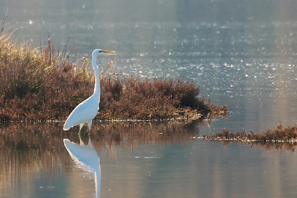 Great Egret - ML646646827