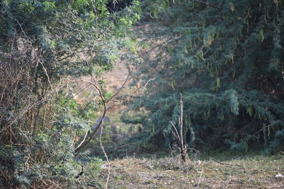 Pie-grièche brune - ML646646829