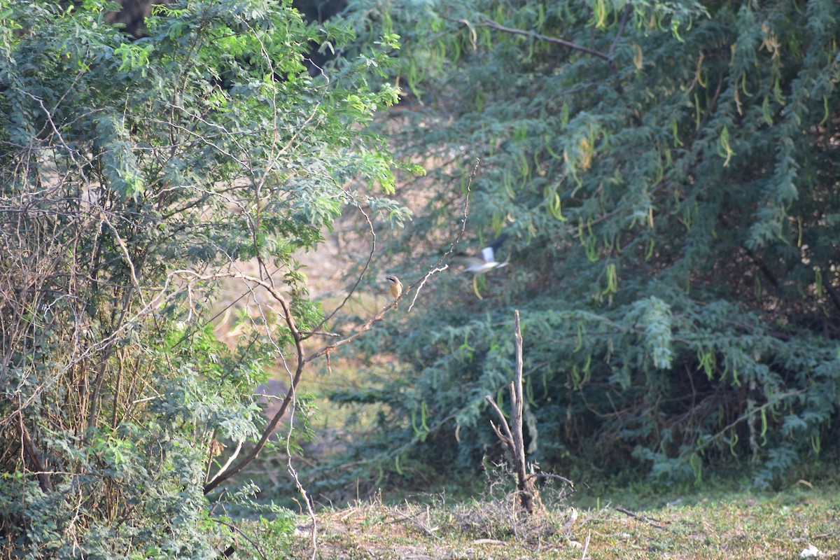 Pie-grièche brune - ML646646830