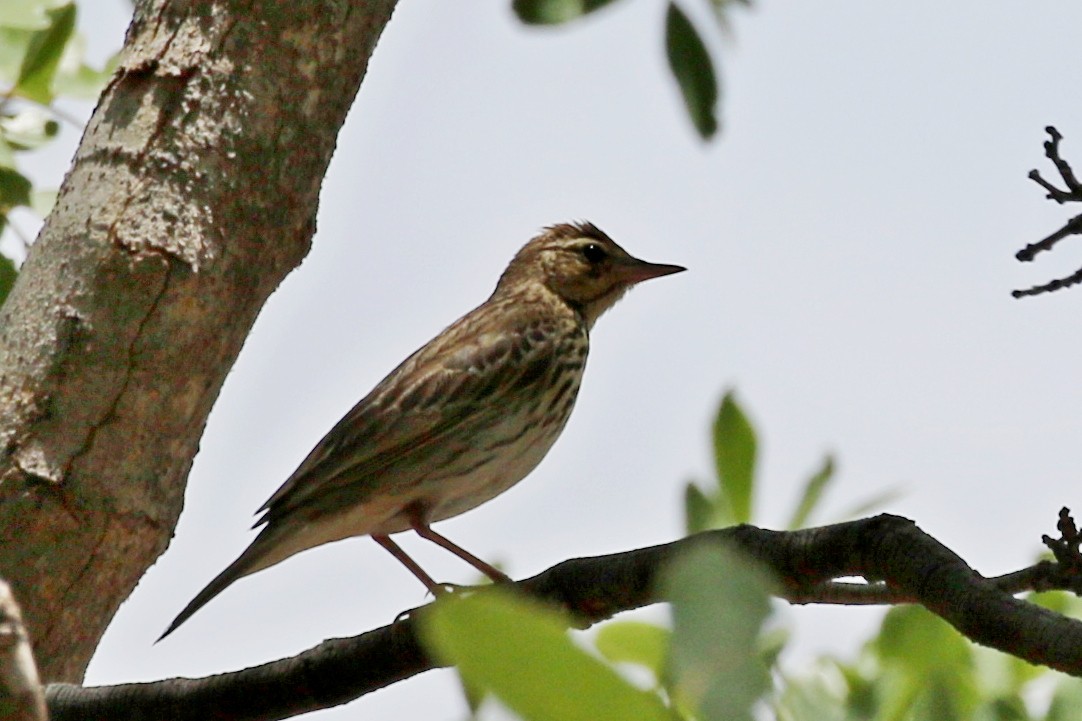 linduška lesní - ML646646831