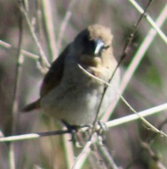 Scaly-breasted Munia - ML646646832