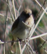 Scaly-breasted Munia - ML646646833