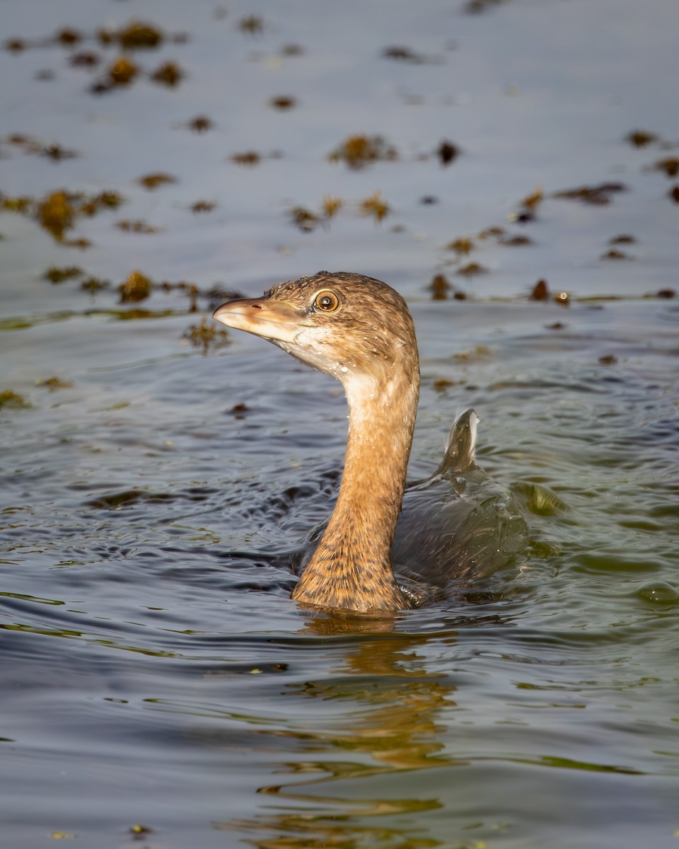 Grèbe à bec bigarré - ML646646836