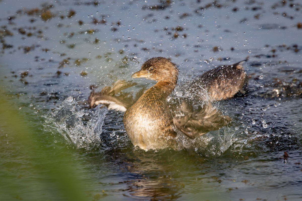 Grèbe à bec bigarré - ML646646837
