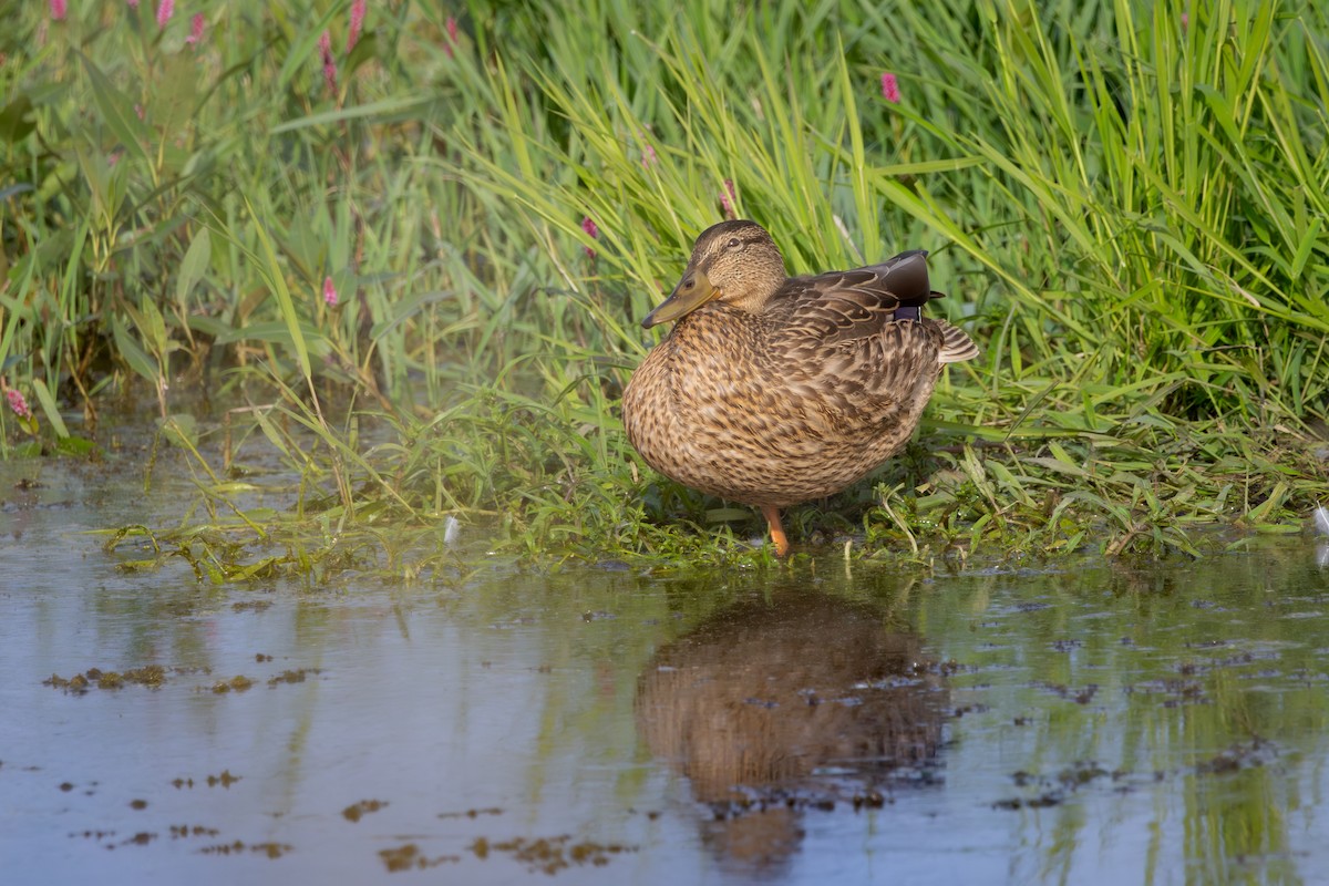 Canard colvert - ML646646840