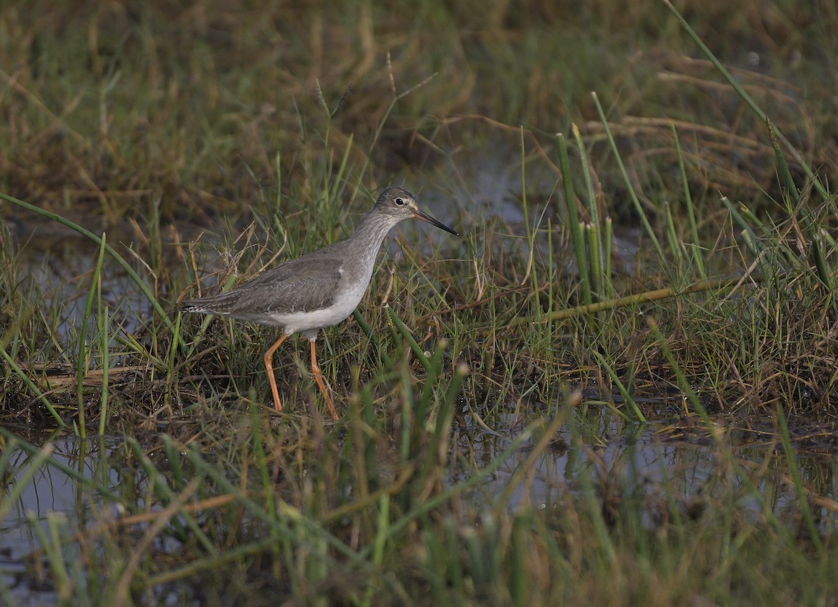 アカアシシギ - ML646646846