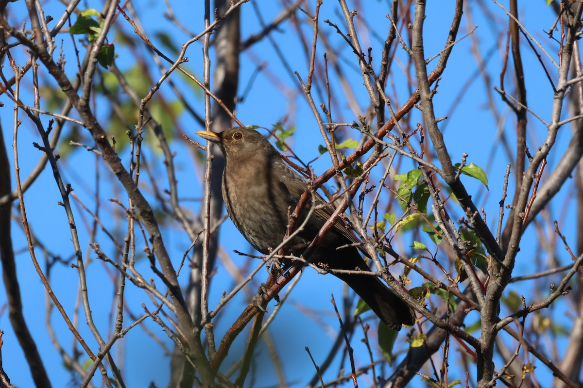Eurasian Blackbird - ML646646847