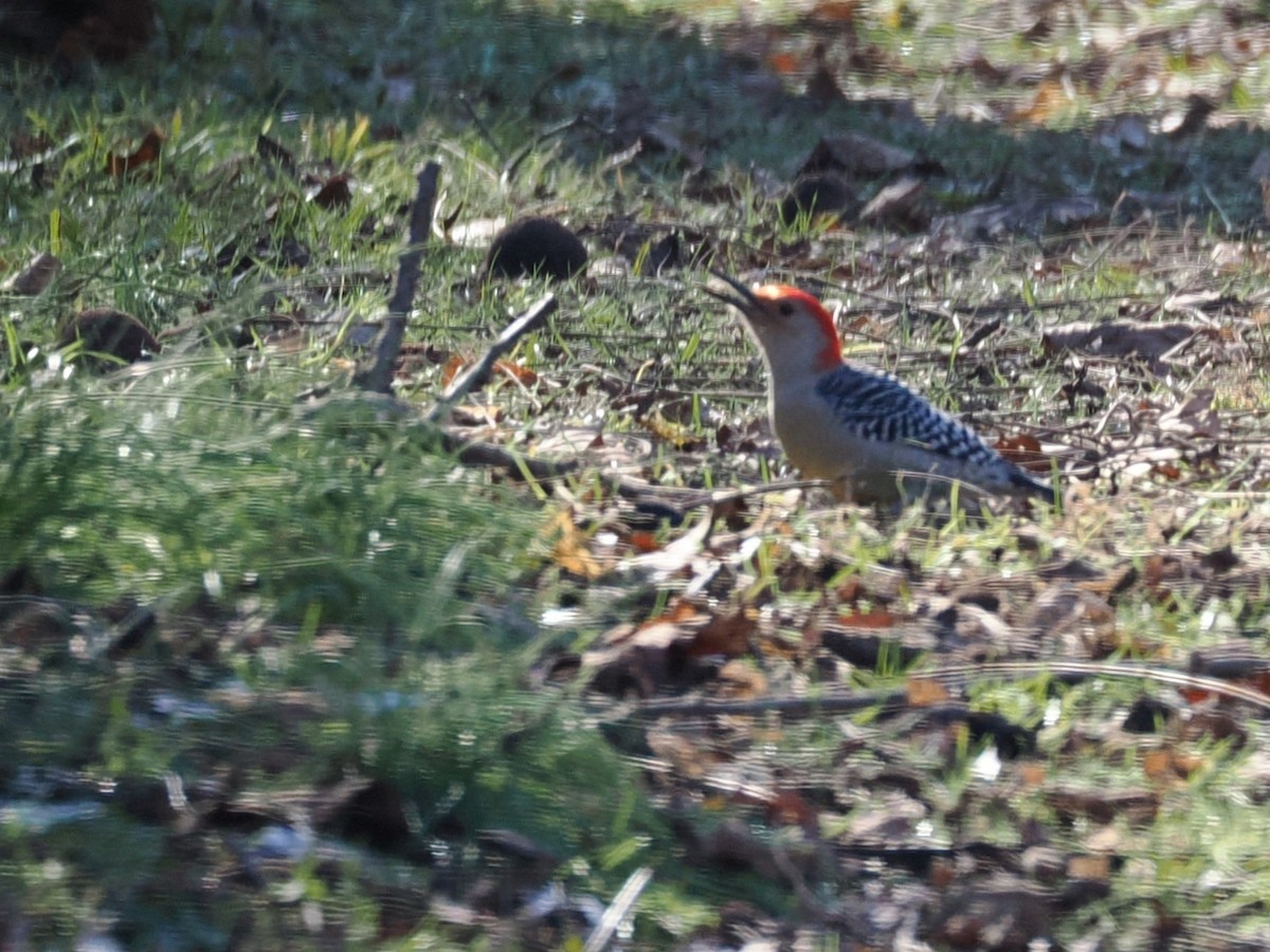 Red-bellied Woodpecker - ML646646848