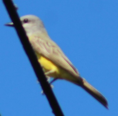 Cassin's Kingbird - ML646646850