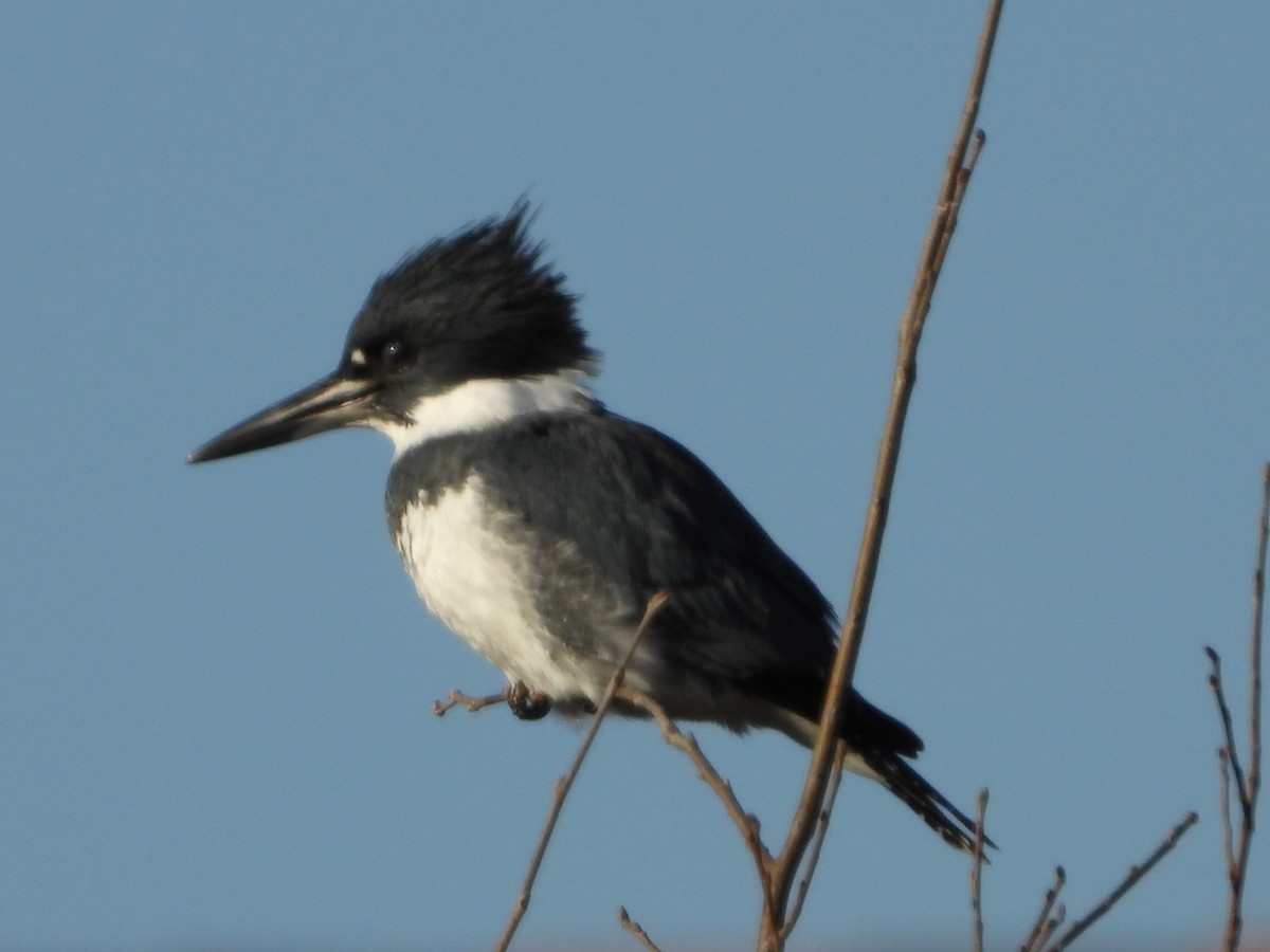 rybařík pruhoprsý - ML646646851