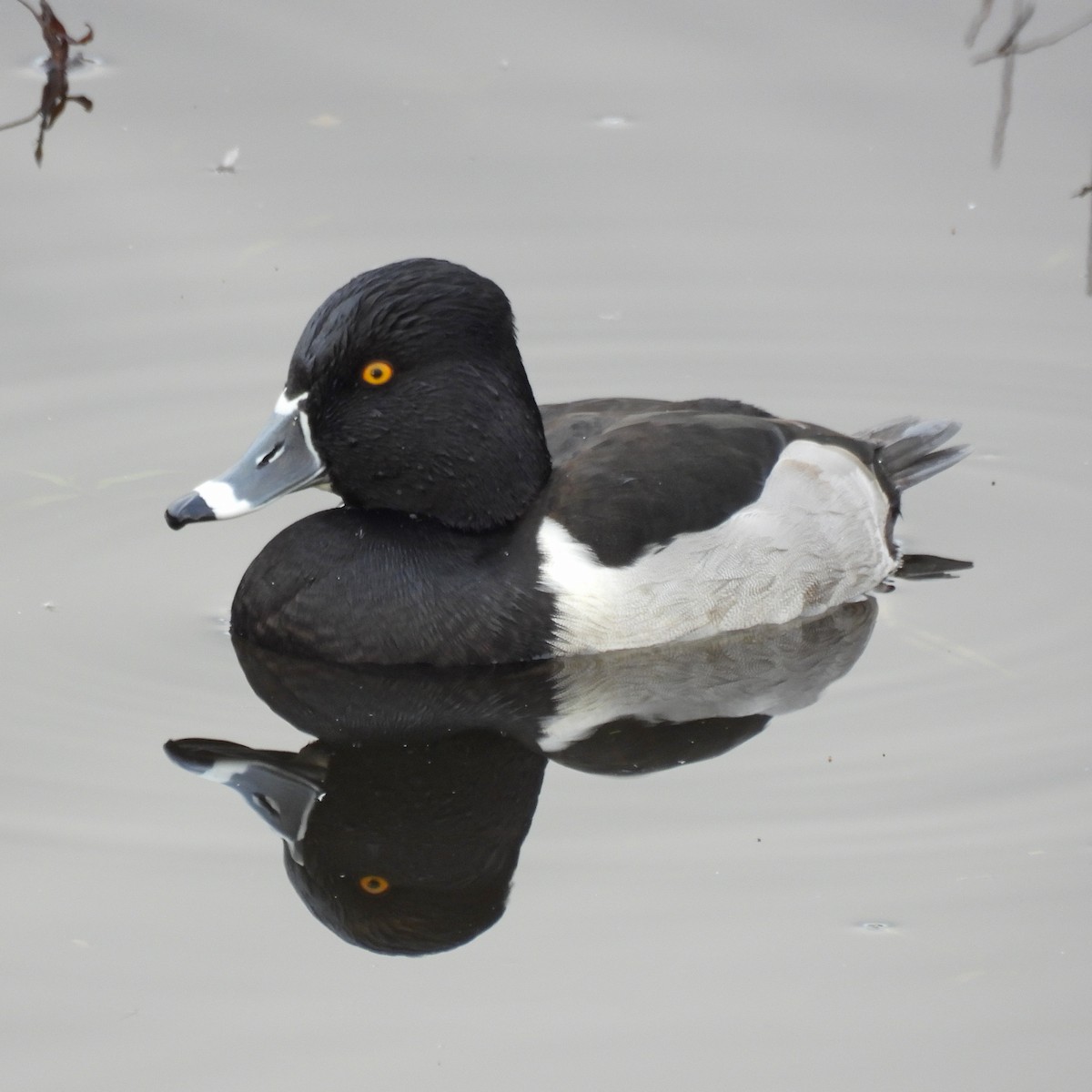 Ring-necked Duck - ML646646857