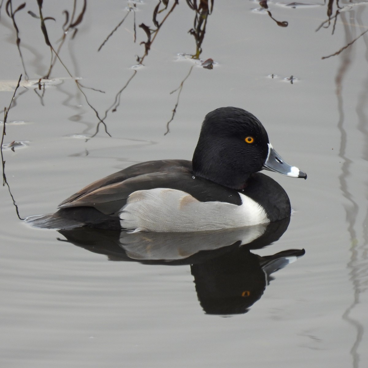Ring-necked Duck - ML646646858