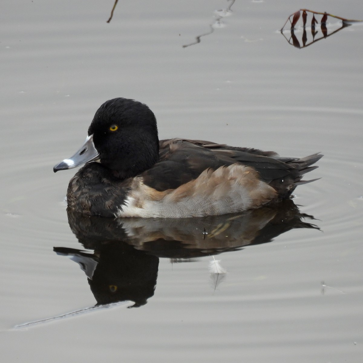 Ring-necked Duck - ML646646859