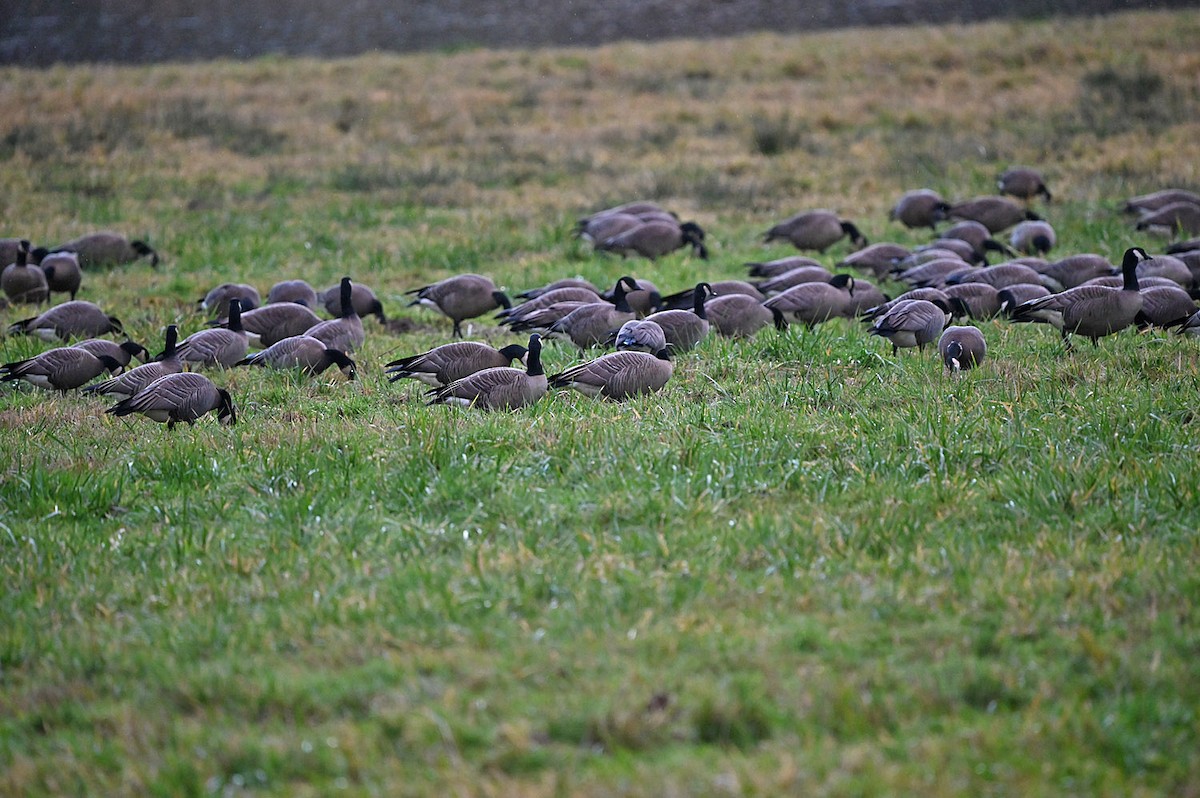 Gıdaklayan Kaz - ML646646860