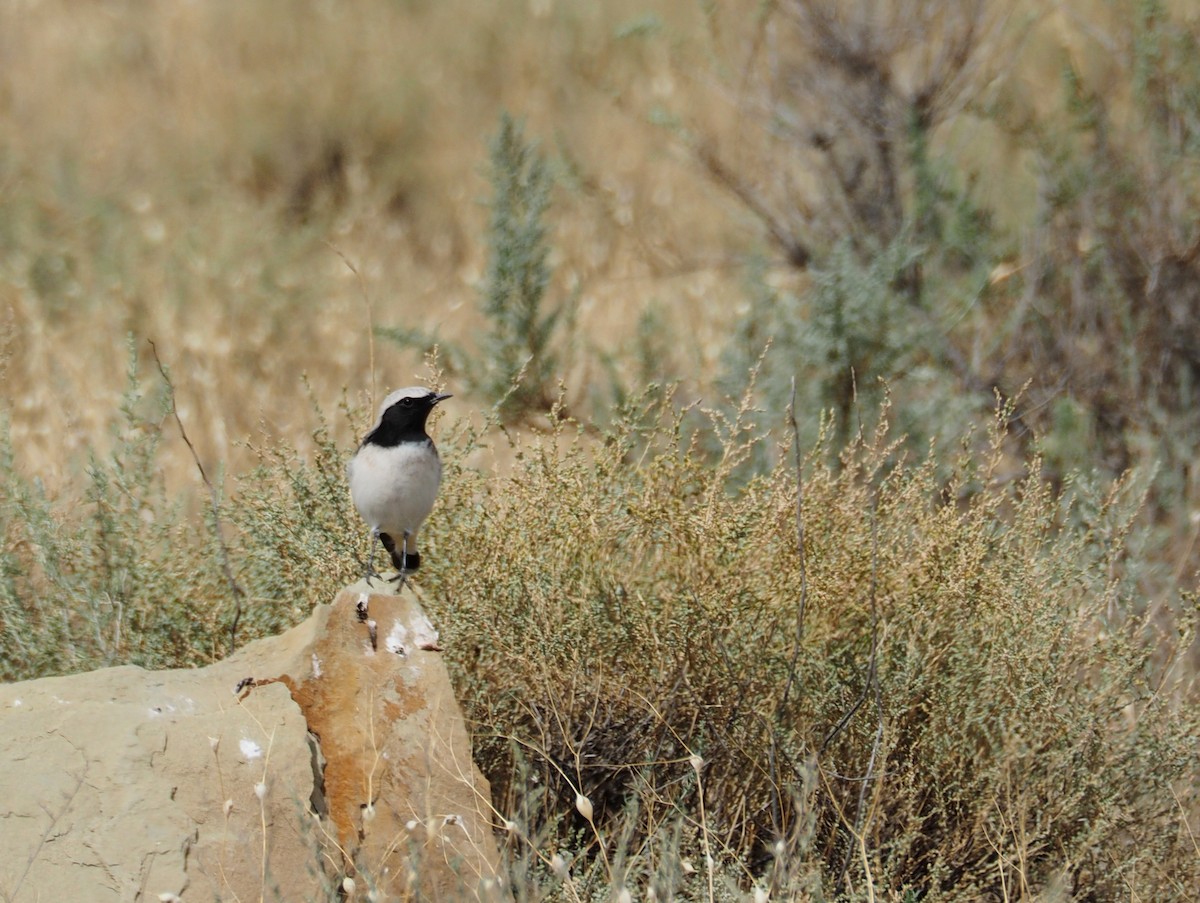 Finsch's Wheatear - ML646646861