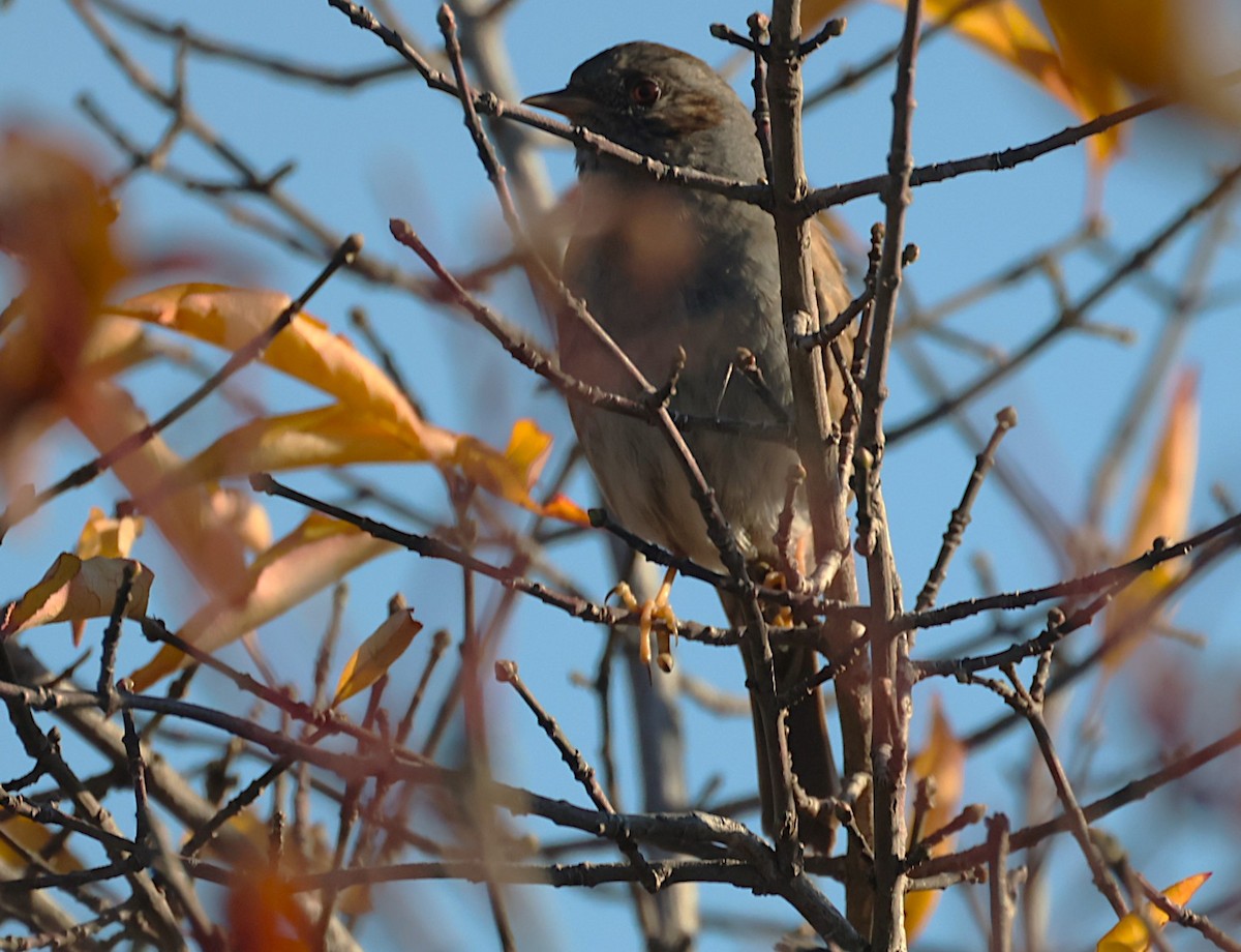 Dunnock - ML646646862