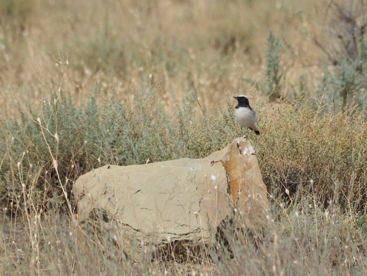 Finsch's Wheatear - ML646646864