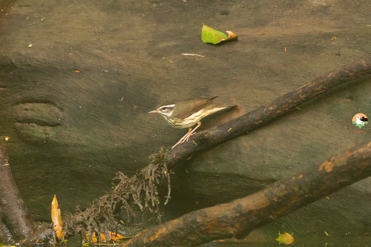 Louisiana Waterthrush - ML646646867