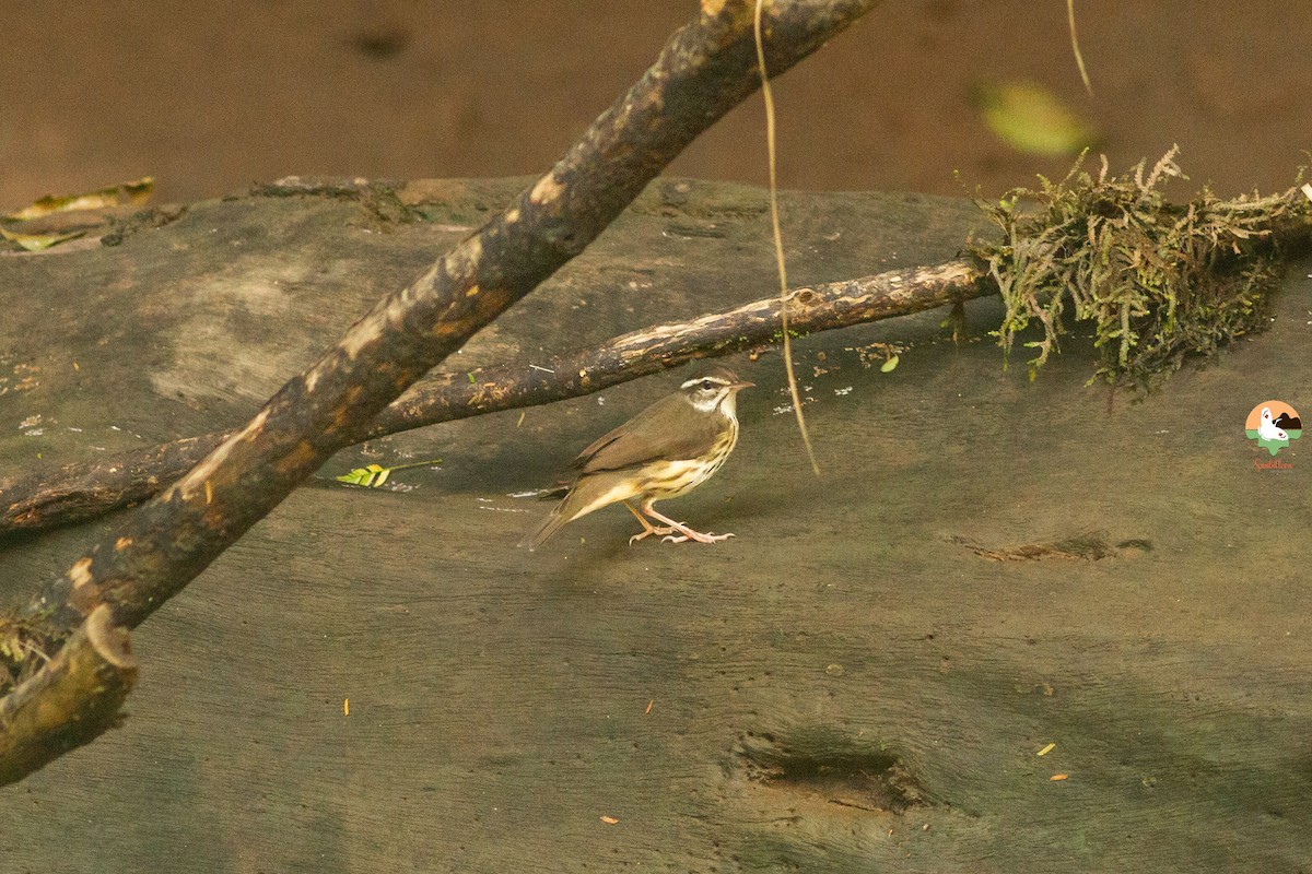 Louisiana Waterthrush - ML646646868