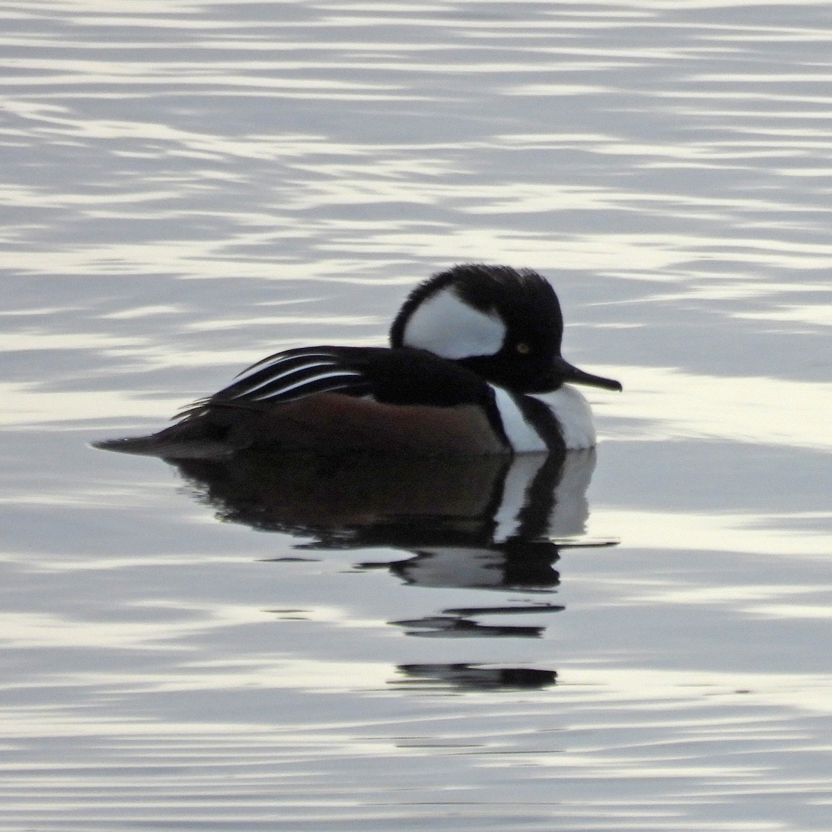 Hooded Merganser - ML646646870