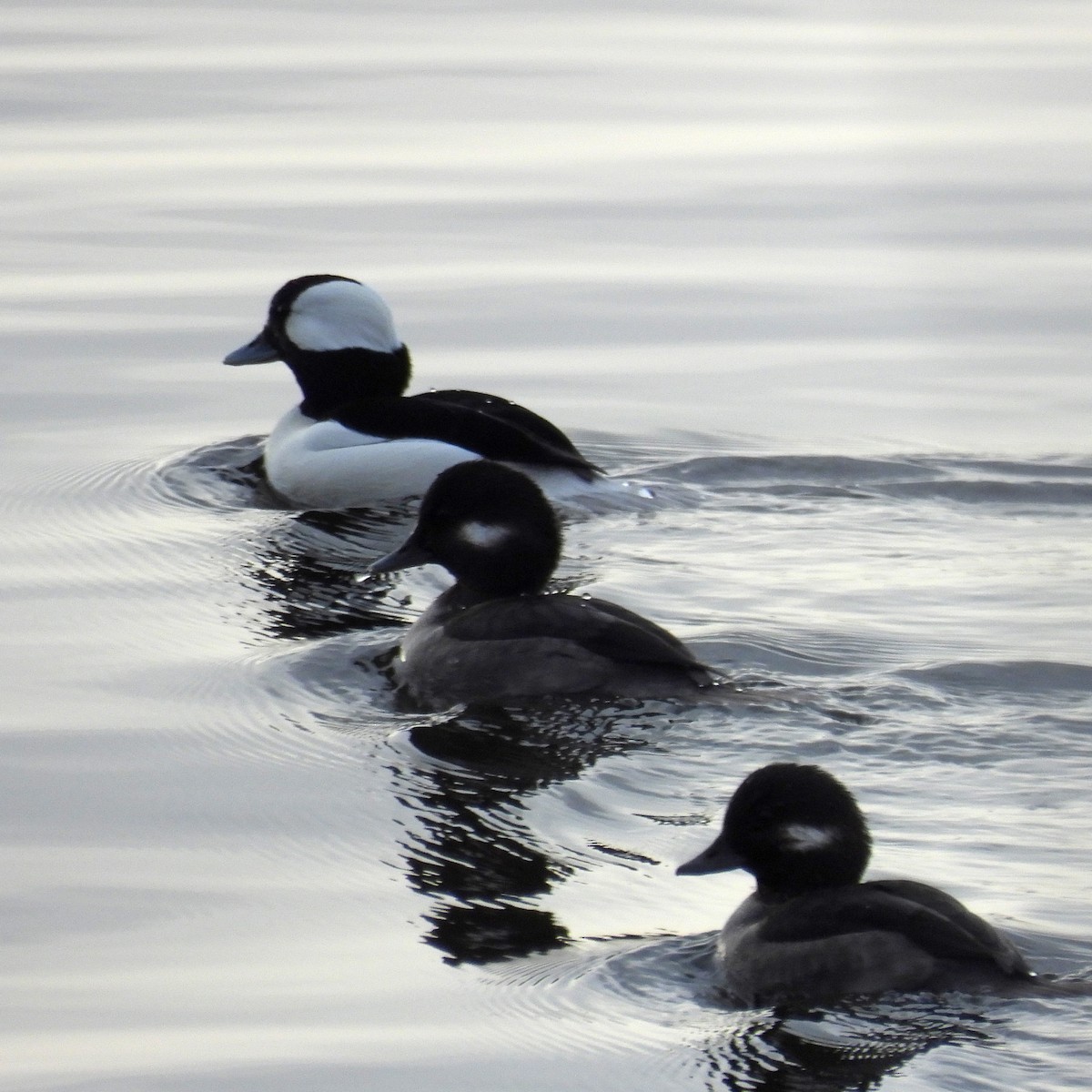 Bufflehead - ML646646871