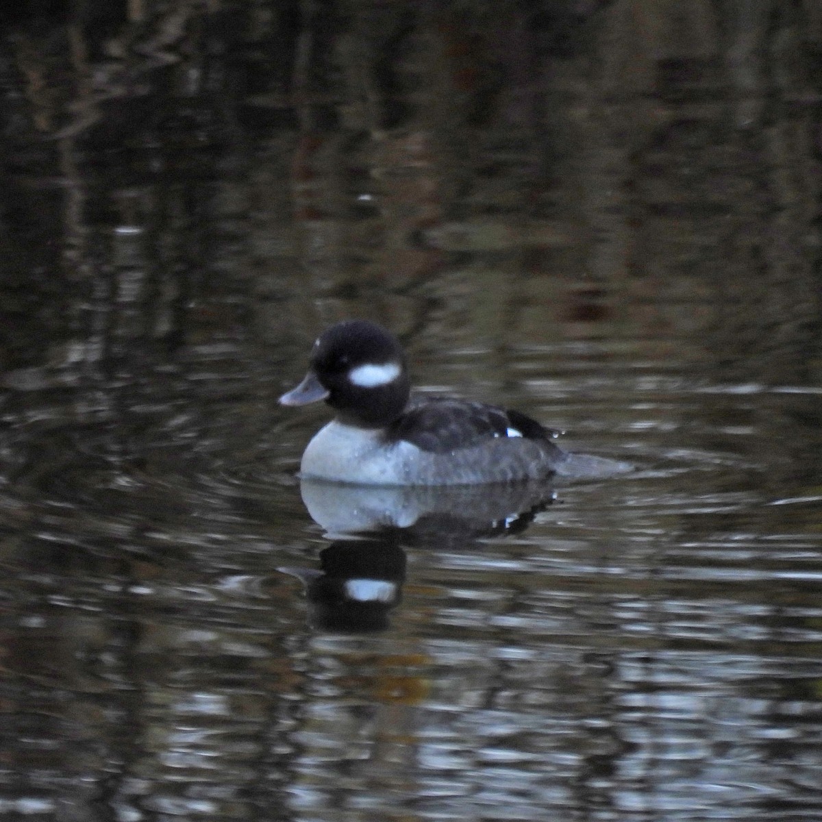 Bufflehead - ML646646872