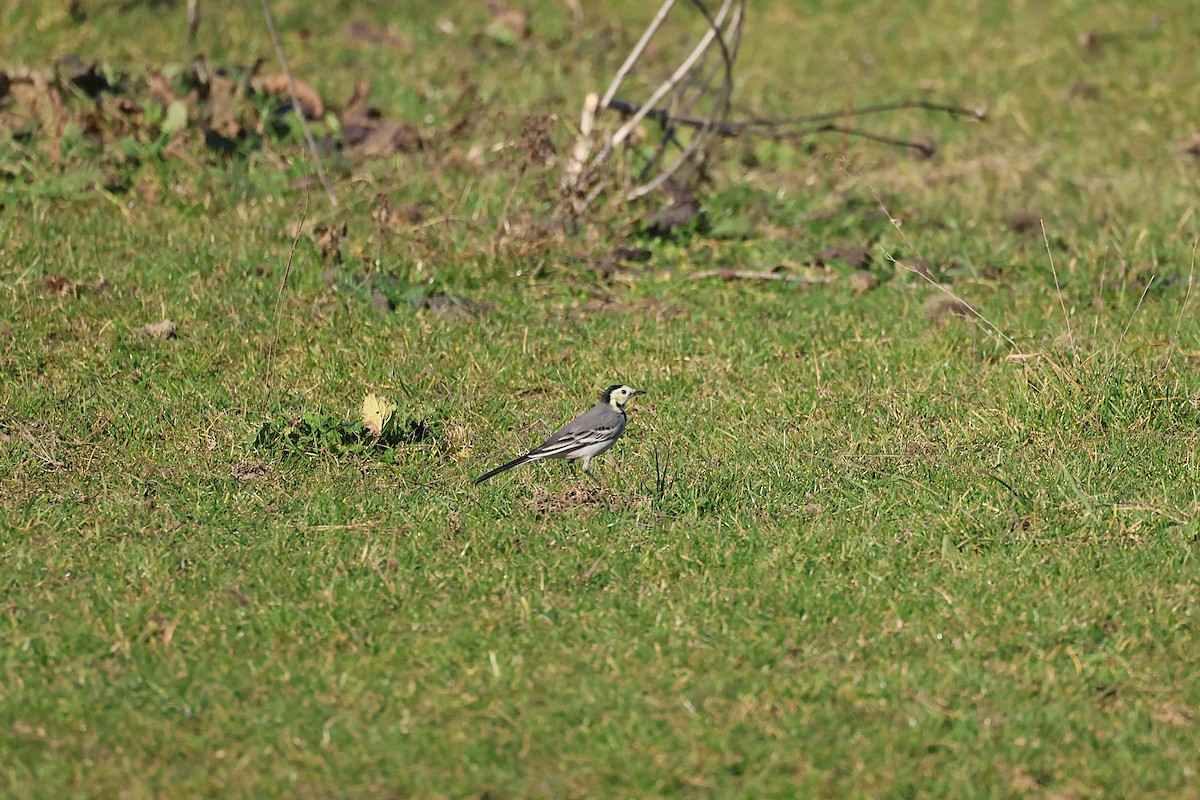 Bergeronnette grise - ML646646874