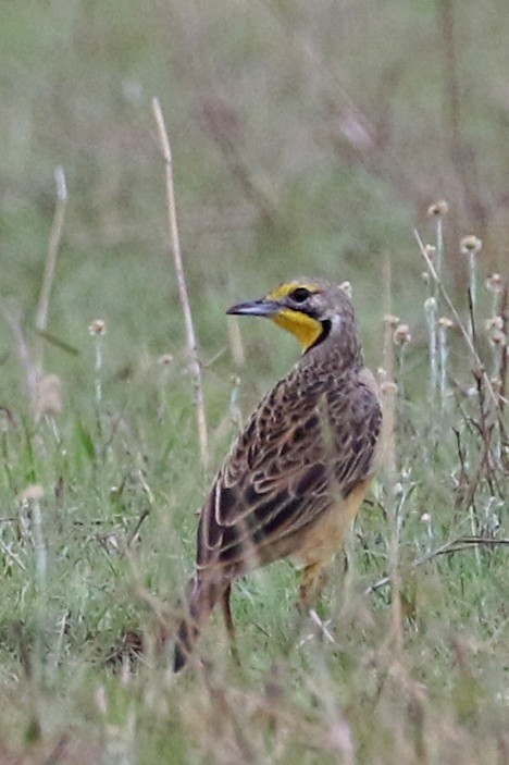 linduškovec žlutobrvý - ML646646875