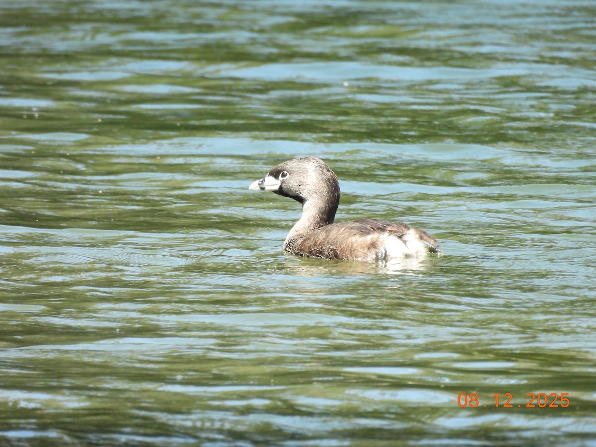 Grèbe à bec bigarré - ML646646878