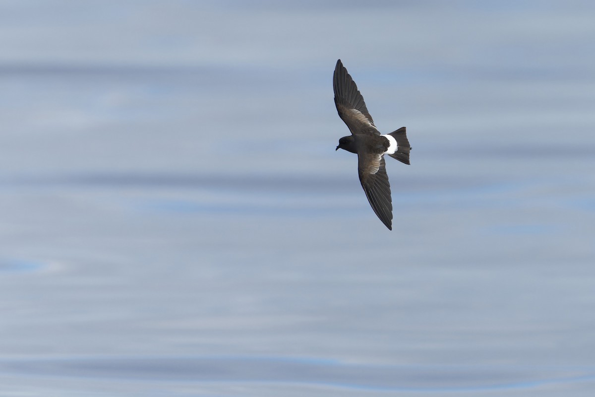 יסעורון וילסון - ML646646879