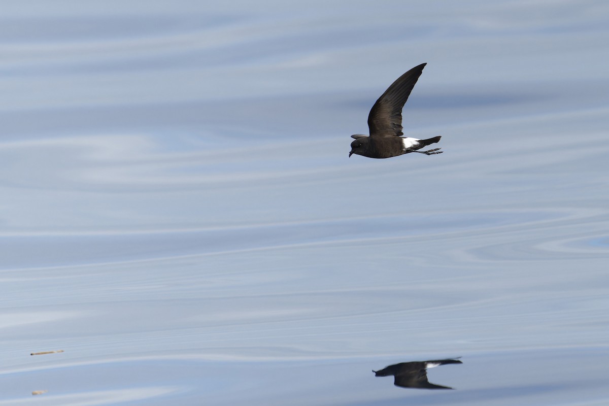 יסעורון וילסון - ML646646880