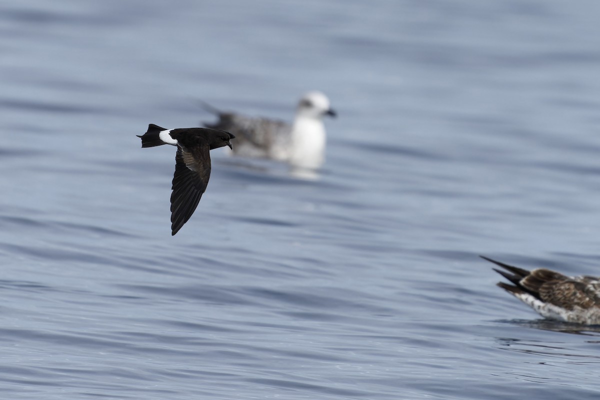 יסעורון וילסון - ML646646881
