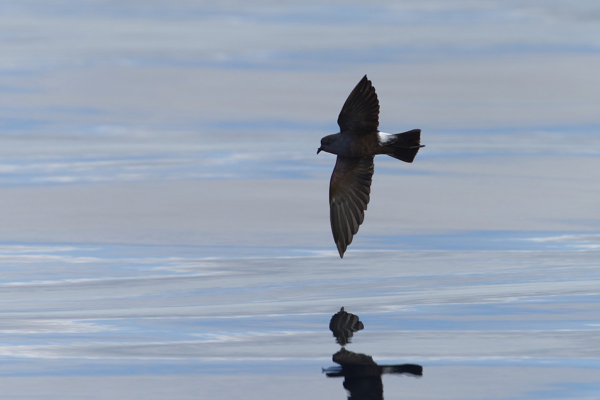 יסעורון וילסון - ML646646882