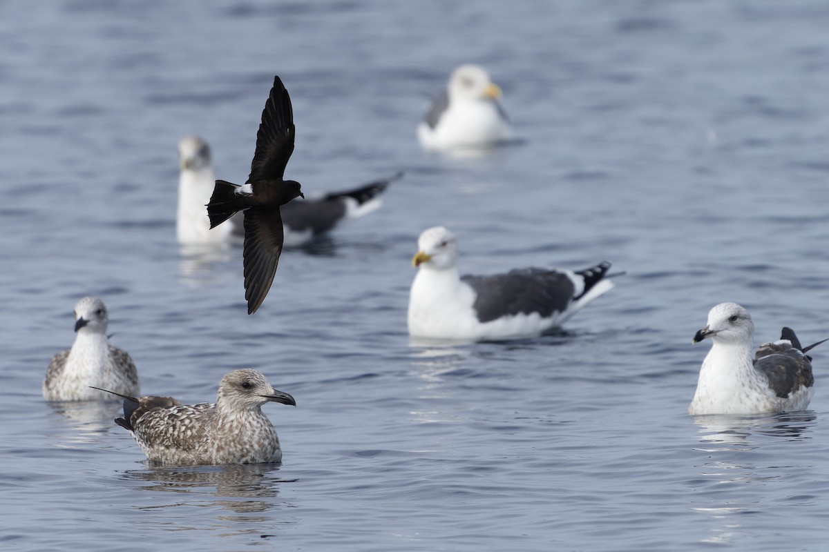 יסעורון וילסון - ML646646883