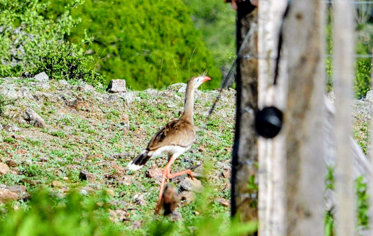 Red-legged Seriema - ML646646887