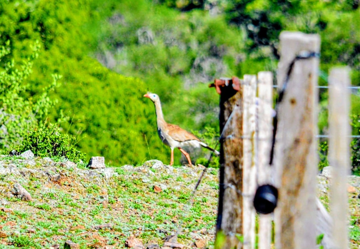 Red-legged Seriema - ML646646888