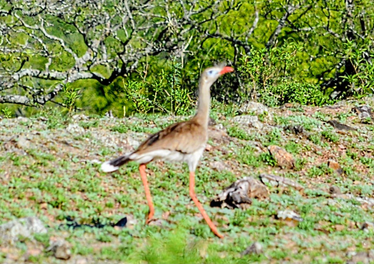 Red-legged Seriema - ML646646889