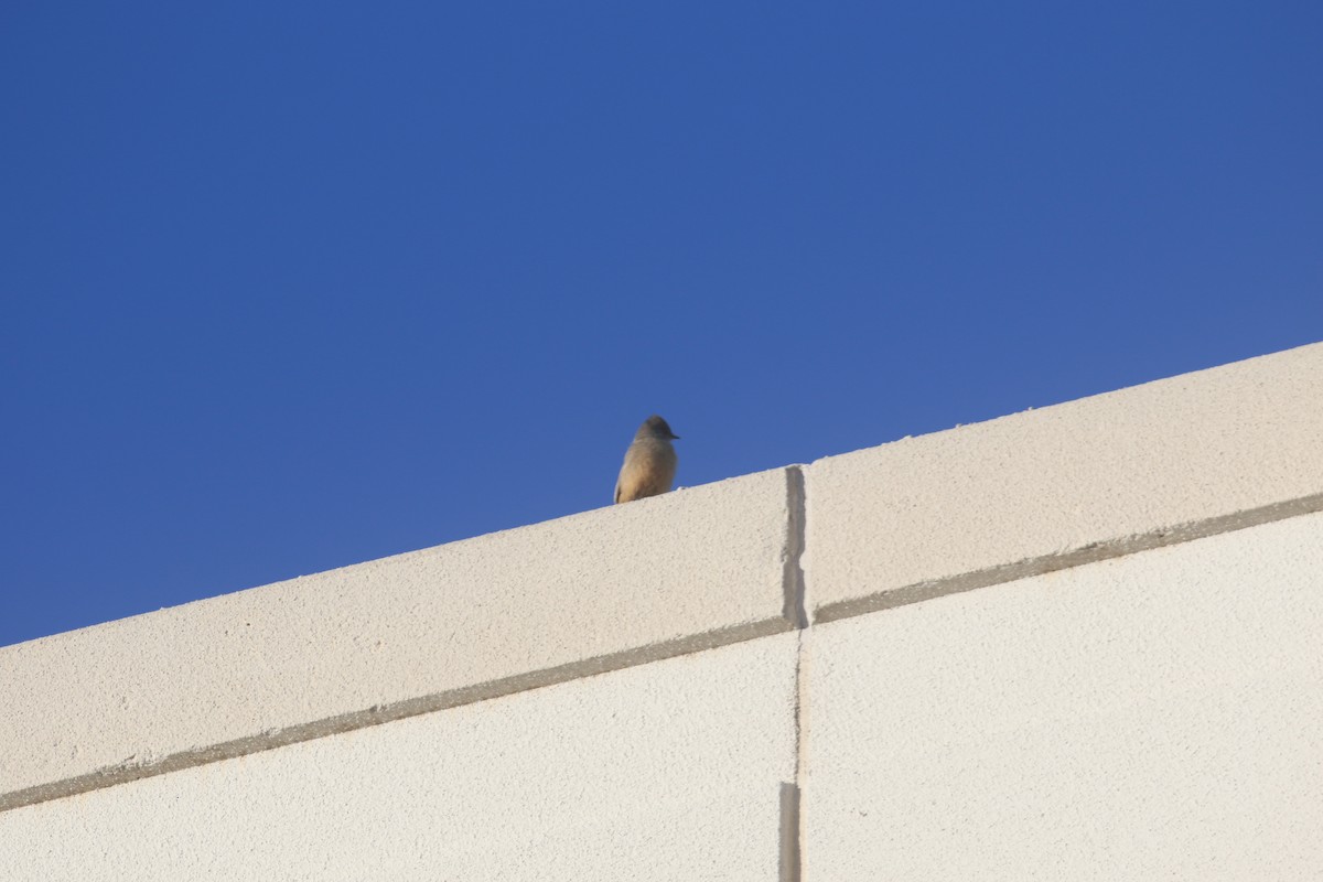 Say's Phoebe - ML646646890